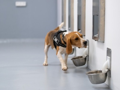 ترکیب سگ‌ها و هوش مصنوعی برای شناسایی سرطان