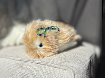 یک ماه زندگی با پت هوش مصنوعی ۴۳۰ دلاری، موفلین کاسیو